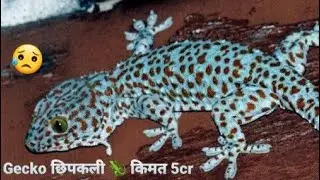 Gecko Lizard 3 | Cancer Thik krne wali Chipkali | Arjun Pandit