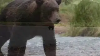 Close Encounter of the Bear Kind - Katmai, Alaska