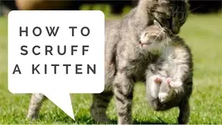 How To Scruff a Kitten