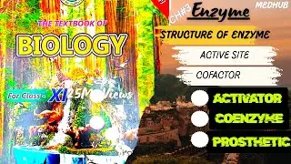 Enzyme Structure & Active Site | Cofactors, Coenzymes & Activators | Class 11 | Sindh Board New Text