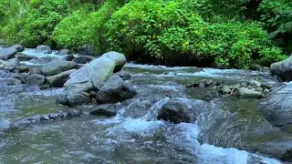 Soothing River Sounds for Meditation | Gentle Water Flow Ambience