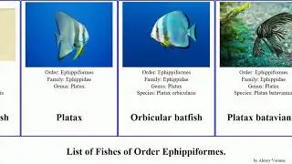 Fishes of Order Ephippiformes platax batfish Chaetodipterus Proteracanthus Drepaneidae Tripterodon