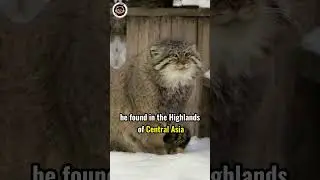 Pallas Cat is the World&rsquo;s Grumpiest Cat! #shorts #animals #cat #cute