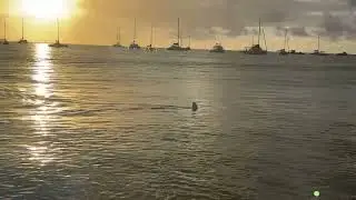Sharks off the Beach in Hanalei Bay, Kauai following Arrival After the 2025 Singlehanded TransPac