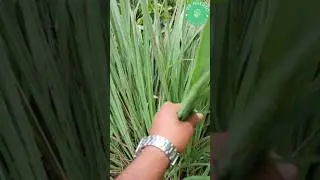 COMO LA CONOCES, SACATE DE LIMON O LIMONCILLO || UN HUERTO EN EL PATIO