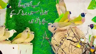 Gouldian Finches Breed in colony || kiya Gouldian apne bachy palti hy ??
