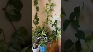 ok only a little bit 😂😂 #plants #houseplants #plantmom #plantpower #trending #ytshorts #trend