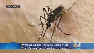 Mosquito-Borne Virus That Causes Brain Swelling In Humans Detected In Florida
