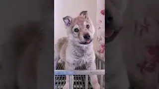 Cute Funny animals 79😱 😍 [ unique & cutest ]#shorts #оценкаканалов #приколы #coub #реакция#viral(5)