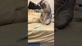 outline challenge 😺