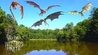 Dragons Everywhere - Wizards Unite