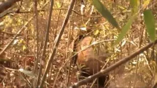 Steppes: On the trail of Wild Panda