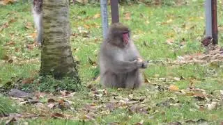 Japanese Monkeys Eat Fallen of Fruits Persimmon around the Orchard