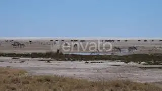 Herd of Zebra, wildebeest and antelope on a dry savanna
