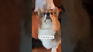 Top 3 Places You&rsquo;ll Find Our Corgis (in the house)