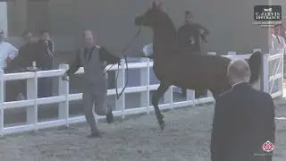 N 142 ASAD ALJAWAD   Athal Arabian Horse Show 2026   Junior Colts Class 4A