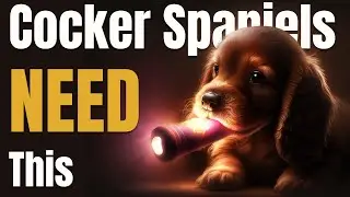 Top 7 Dog Toys that English Cocker Spaniel NEEDS