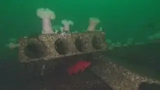 Misery Reef Dec 2025