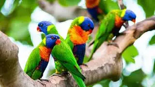 Birds of Tropical North Queensland - 2