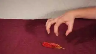 Leaves Alive - Stop Motion Animation