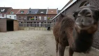 Koen Vanmechelen: Camelus Dromedarius
