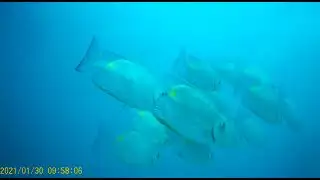 Life inside water