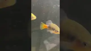 Red Tail Splitfin Goodeids &ldquo;Aquarium Strain&rdquo;