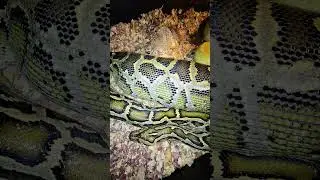 Burmese Python Handling 101: Nature vs Nurture