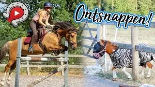 YT week 2018 dag 2: Springen en Cootje ontsnapt! | felinehoi