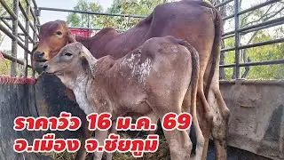 ราคาวัว 16 มกราคา 2569 บ.นาฝาย ต.นาฝาย อ.เมือง จ.ชัยภูมิ เปิดทุกวันอังคารและวันศุกร์