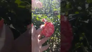 Роза Юбилей Принц де Монако