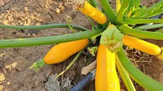 Yellow zucchini, beauty and excellent flavor.
