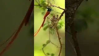 Beautiful Long tailed bird 🐦 feeding chicks #feedingchicks #longtailbirdfeedingchicks