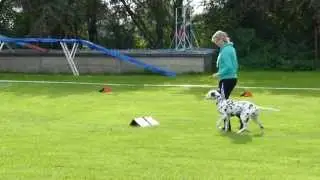 Rally-Obedience Turnier in Radebeul - Dalmatiner Anila, Beginner