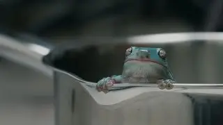Boiling Frog Syndrome - Rachel Yurkovich