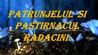 Patrunjelul  Si Pastirnacul Radacini.