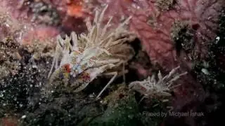Horned Bumblebee Shrimp