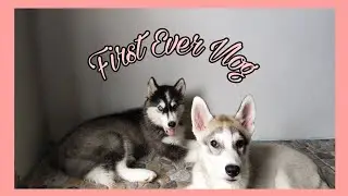 Siberian Huskies (Puppies) || Wooly and Standard Siberian Husky || Rough Playing
