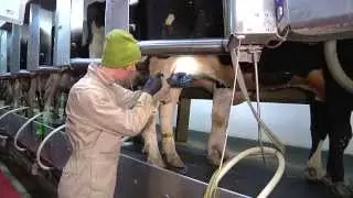 Teat End Health: Evaluating Milking Performance: