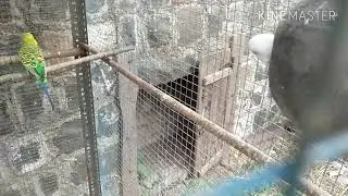 chick see in  colony