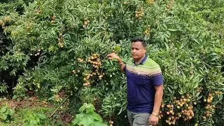 লিচু চাষ পদ্ধতি লাভ ক্ষতি। টাংগাইলে চায়না ৩ সর্বোচ্চ ফলন। Litchi Cultivation