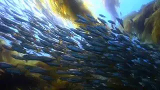 Dive Into Your Imagination Underwater West Coast Demo Reel