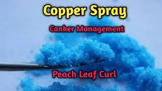 Copper Spray in Fruit Trees by Dr. Tariq Rasool | Benefits of Copper Spray | Canker management