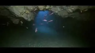 Biodiversité Marine de l'Algérie