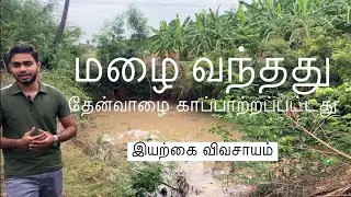 மழை வந்தது தேன்வாழை காப்பாற்றப்பட்டது | இயற்கை விவசாயம் | Rain Saved The Crops |Organic Farming