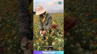 Safflower Power: Harvesting Nature's Medicine #herbalmedicine #naturalremedies #health