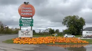 Moxon s Country Pumpkin