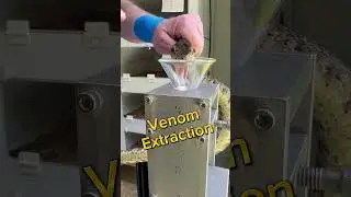 Jararaca venom extraction! #bothrops #venomous