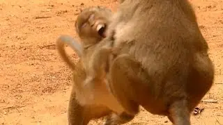 Baby Monkey Sweet Pea Screaming Loudly | Jill Monkey Bite Sweet Pea | Sweet Pea Jump | Monkey Crying