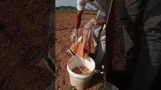 wheat farming #agriculture #farming #farminginformation #sehar